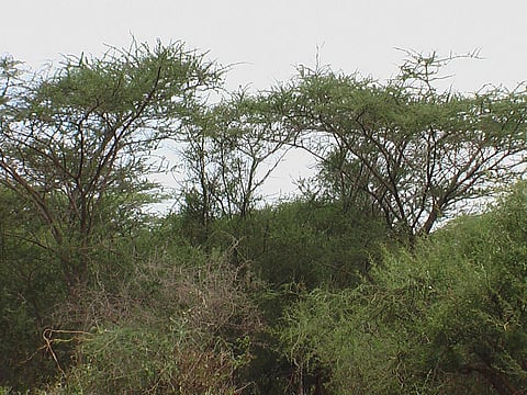 சீமை கருவேல மரங்கள்