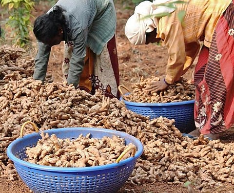 கேரளா, குடகு பகுதிகளில் அறுவடை முடிவதால் தமிழகத்தில் இஞ்சி விலை கடும் உயர்வு