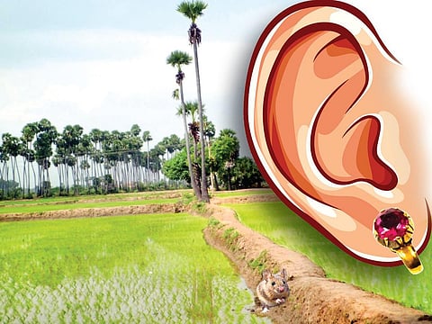 கிராமத்து அத்தியாயம் - 20: எலிமுழுங்கி