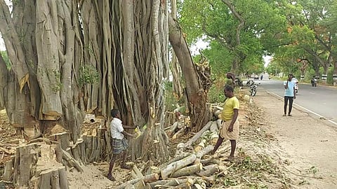 பொள்ளாச்சி - வால்பாறை சாலையோரம் நூறாண்டுகள் பழமை வாய்ந்த ஆலமரம் வெட்டப்படுவதை தடுத்து நிறுத்திய பொதுமக்கள்