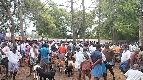 திருப்புவனம் ஆட்டுச் சந்தையில் விற்பனைக்கு வந்த ஆடுகள்.