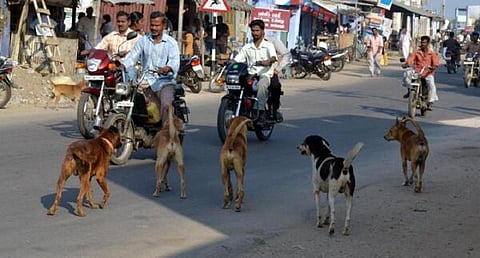 ஓசூரில் தெரு நாய்கள் கடித்து சிறுமி படுகாயம் - அரசு மருத்துவமனையில் சிகிச்சை