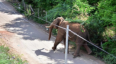 கோவை மருதமலை அருகே யானை தாக்கி இளைஞர் உயிரிழப்பு - காயங்களுடன் உயிர் தப்பிய 3 வயது குழந்தை