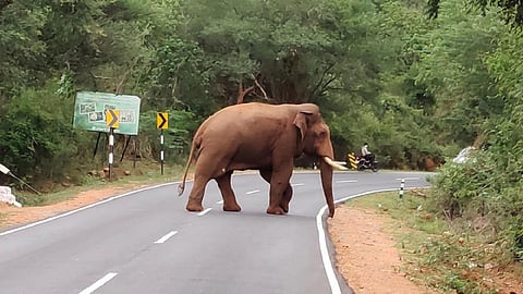 மேட்டுப்பாளையம் பகுதியில் காயத்துடன் சுற்றிவரும் பாகுபலி யானை