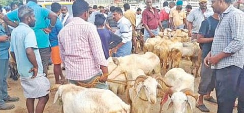 பொள்ளாச்சி ஆட்டுச்சந்தைக்கு விற்பனைக்கு கொண்டு வரப்பட்ட ஆடுகள்.