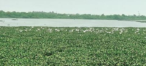 வையாவூர், நத்தப்பேட்டை ஏரிகள் சரணாலயம் ஆகுமா? - பறவை ஆர்வலர்கள் எதிர்பார்ப்பு