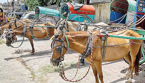 பழநியில் அடிப்படை வசதிகளின்றி உள்ள குதிரை வண்டி நிலையம்.