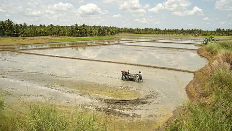 காவிரி டெல்டா பகுதியில் விவசாயப் பணி