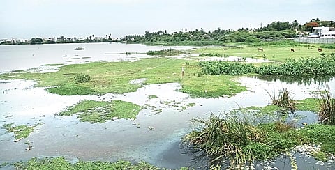 வறண்டு மேய்ச்சல் நிலமாக மாறியுள்ள விளிஞ்சியம்பாக்கம் ஏரி.