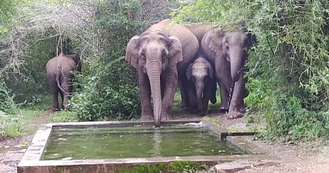 அஞ்செட்டி அருகே உரிகம் வனப்பகுதியில் வனத்துறை மூலம் அமைக்கப்பட்ட தொட்டியில் குட்டியுடன் தண்ணீர் பருகிய யானைகள்.