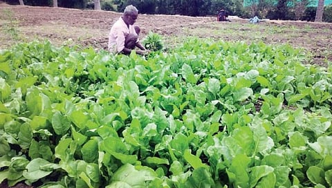 ஓசூர் அருகே தோட்டகிரி பகுதியில் உள்ள வயலில் சாகுபடி செய்யப்பட்டுள்ள கீரையை அறுவடை செய்யும் விவசாயி.