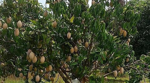 கனி தரும் மரங்களை அறிவோம்!