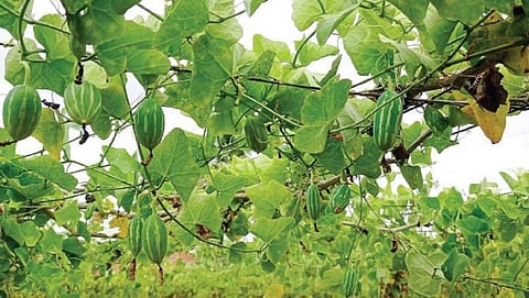 ஓசூர் அருகே கெலவரப்பள்ளியில் உள்ள தோட்டத்தில் கொடிகளில் அறுவடைக்குத் தயாரான நிலையில் உள்ள கோவக்காய்.