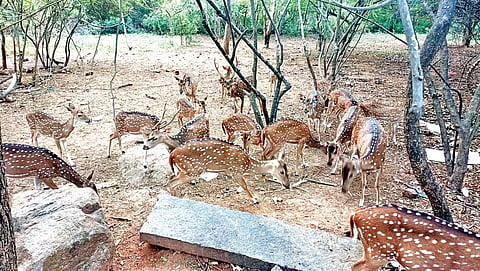 திருவண்ணாமலை கிரிவல பாதையில் உள்ள வன பகுதியில் கூட்டமாக சுற்றி
வரும் புள்ளிமான்கள்.