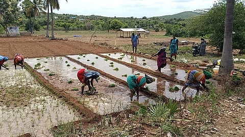 மேட்டூர் அருகே கோனூர் கிராமத்தில் மானாவாரி நிலத்தில் கேழ்வரகு பயிர் நடவு பணியில் விவசாயிகள் ஈடுபட்டுள்ளனர்.