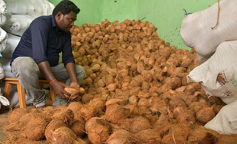 தேங்காய், கொப்பரை விலை அதிகரிக்க வாய்ப்பில்லை: வேளாண் பல்கலை.
