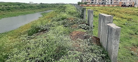 மரமாகும் முன்பே மக்கிய மரக்கன்றுகள் - தாம்பரத்தில் தொடங்கிய வேகத்தில் முடங்கிய மியாவாக்கி அடர்வன திட்டம்