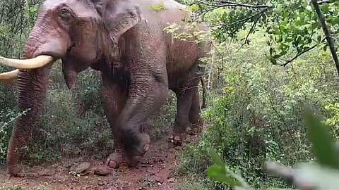 குன்னூர் அருகே பர்லியாறு பகுதியில் காயத்துடன் சுற்றித் திரியும் காட்டு யானை