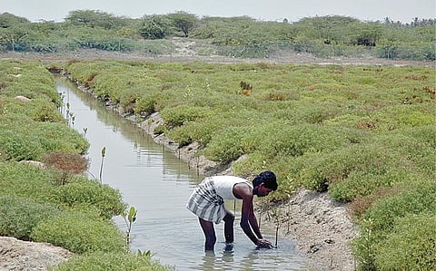 சதுப்புநில மரக்கன்றுகளை ஒருவர் நடுகிறார்.