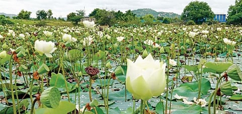 பூத்துக் குலுங்கும் அல்லி மலர்களின் ஆக்கிரமிப்பில் மிளிரும் அழகாய் காட்சியளிக்கும் அரியனப்பள்ளி ஏரி. படம்:எஸ்.கே.ரமேஷ்