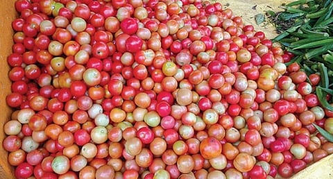 ஓசூர் உழவர் சந்தையில் உள்ள கடையில் விற்பனைக்குக் குவித்து வைக்கப்பட்டுள்ள தக்காளி.