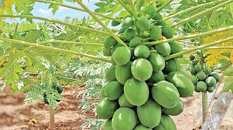 திண்டுக்கல் மாவட்டத்தில் 3,000 ஹெக்டேரில் பப்பாளி சாகுபடி: வருவாய் கிடைப்பதால் விவசாயிகள் ஆர்வம்