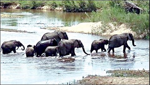 கர்நாடக மாநில வனப்பகுதியிலிருந்து உரிகம் அருகே தெப்பகுழி காவிரி ஆற்றைக் கடந்து நேற்று முன்தினம் தமிழக வனப்பகுதிக்குக் குட்டிகளுடன் வலசை வந்த யானைகள்.