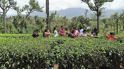 தேயிலை தோட்டங்களுக்குள் ஆர்வமுடன் சுய புகைப்படம் எடுத்துக் கொள்ளும் சுற்றுலாப் பயணிகள்