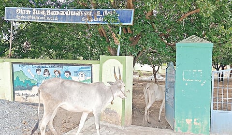 மேய்ச்சல் நிலமாக மாறிய உரிகம் அரசு மேல்நிலைப் பள்ளி விளையாட்டு மைதானத்துக்கு வருகையைப் பதிவு செய்யும் கால்நடைகள்.