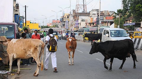 சிறுமியை மாடு தாக்கிய சம்பவம் எதிரொலி: கால்நடை உரிமையாளர்களுக்கு மாநகராட்சி ஆணையர் எச்சரிக்கை