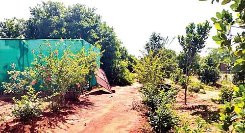 சொக்கநாதபுரம் ஊராட்சி நிர்வாகம் முயற்சியில் சோலைவனமாக மாறிய கிராமங்கள்