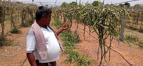 நாமக்கல் அருகே அத்தியம்பாளையம் கிராமத்தில் பந்தல் அமைத்து பிரண்டை கொடி சாகுபடி செய்யப்பட்டுள்ளது.. (2வது படம்) விளைநிலத்தில் சாகுபடி செய்யப்பட்டுள்ள தூதுவளை செடி. (படம்: கி.பார்த்திபன்)