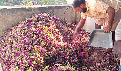 திண்டுக்கல் பூ மார்க்கெட்டில் குவித்து வைக்கப்பட்டிருந்த வாடாமல்லி பூக்கள்