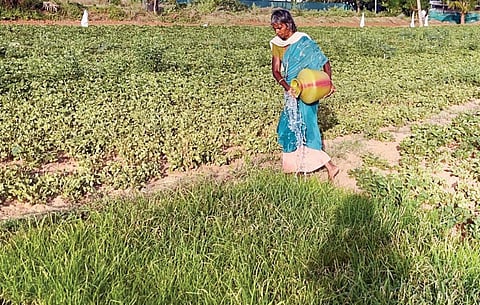 வேப்பனப்பள்ளியில் குறைந்தழுத்த மின் விநியோகம் - குடங்களில் தண்ணீர் எடுத்து ஊற்றி பயிர்களை காக்கும் விவசாயிகள்
