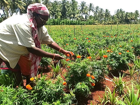 செண்டு பூக்களை அறுவடை செய்யும் தொழிலாளி. | இடம்: கோட்டூர். | படம்: என்.கணேஷ்ராஜ்.