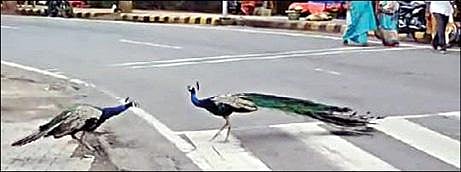 திருவண்ணாமலை கிரிவல பாதையில் சண்டையிட்டுக் கொண்ட மயில்கள்.