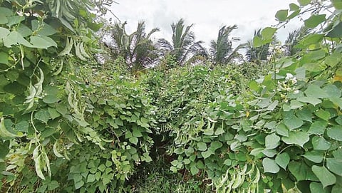 கிருஷ்ணகிரி அருகே செம்படமுத்தூர் பகுதியில் உள்ள வயலில் செழித்து வளர்ந்து, கொத்துக் கொத்தாகக் காய்த்து கொடியில் அறுவடைக்குத் தயாராக உள்ள அவரைக்காய். படம்: எஸ்.கே.ரமேஷ்