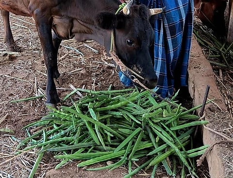 ஒட்டன்சத்திரத்தில் ஒரு கிலோ முருங்கை ரூ.6 விற்பனை: கால்நடைகளுக்கு தீவனமாகும் அவலம்