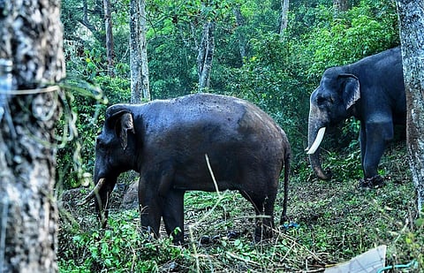 3 பேரை கொன்ற யானை - ‘கும்கி’ உதவியால் பிடிபட்டது