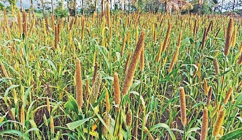 அஞ்செட்டியில் உள்ள விளை நிலத்தில் படைக்குருவிகள் தாக்குதலால் பாதிக்கப்பட்ட கம்பு பயிர்