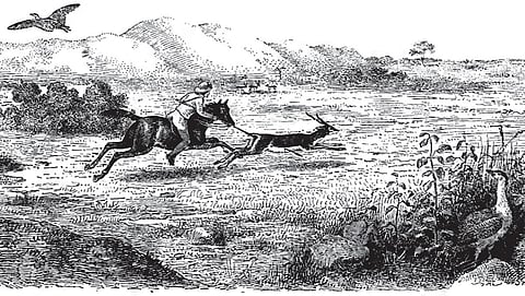 டக்ளஸ் ஹாமில்டன் வரைந்த ஓவியத்தில் கானமயில்கள் (1892)
