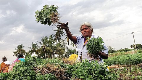 பச்சை வைரம் 01: கீரைகளின் தேசம்