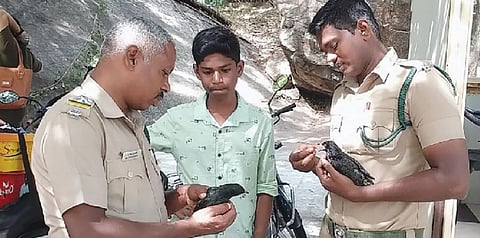 காக்கைகளிடம் சிக்கி காயமடைந்த குயில்களை மீட்டு வனத்துறையிடம் ஒப்படைத்த சிறுவன்