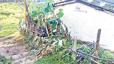 மாஞ்சோலை நாலுமுக்கு பகுதியில் அரிசிகொம்பன் யானையால் சேதப்படுத்தப்பட்ட வாழை மரங்கள்.