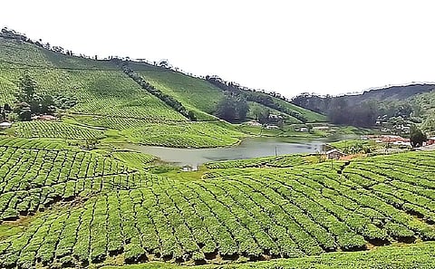 மேகமலையில் கண்ணுக்கு குளிர்ச்சியாக காட்சியளிக்கும் தேயிலைத் தோட்டம்.