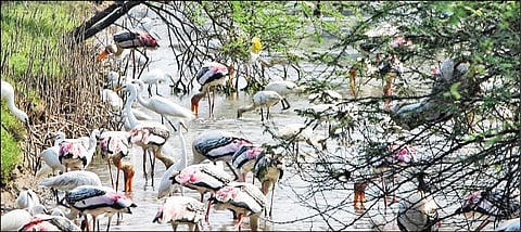 மரக்காணம் பக்கிங்காம் கால்வாயில் கூட்டம் கூட்டமாக வந்து குவியும் வெளிநாட்டு பறவைகள்.