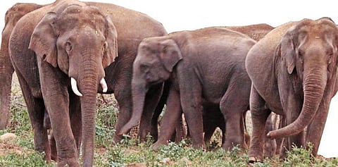 பழநியை மிரட்டும் காட்டு யானைகள்..! - பயிர்களைக் காக்க போராடும் விவசாயிகள்