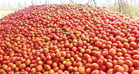 தேன்கனிக்கோட்டையில் அறுவடை செய்யப்பட்ட தக்காளி விற்பனைக்கு அனுப்ப மலைபோல கொட்டி வைக்கப்பட்டுள்ளது.
