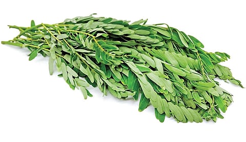 பச்சை வைரம் 03: பித்தம் போக்கும் அகத்தி