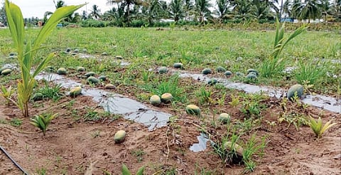 புதுகொக்கராப்பட்டி பகுதியில் போதிய விலை இல்லாததால் அறுவடை செய்யாமல் நிலத்திலேயே அழுகும் தர்பூசணிகள். படம்: எஸ்.செந்தில்